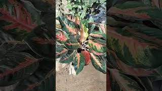 Beautiful potted plants shortsvideolovelyplants [upl. by Therese]