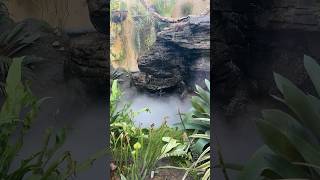 Man made water fall Gilpin house yt travel nznature nature spring birds snake waterfall [upl. by Bidle100]