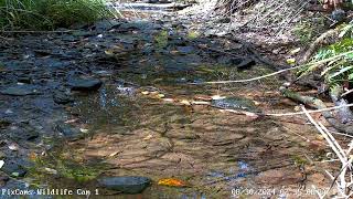 Blackburnian Warbler in stream on PA Wildlife Cam 1 8302024 [upl. by Atsedom10]