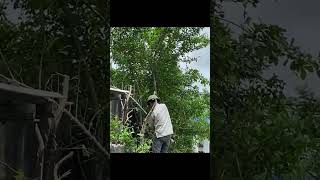 Cutting down big trees clean up clean cutdown cuttingdowntrees clean [upl. by Stent660]