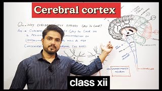 why Cerebral cortex appears grey in color  XII Biology [upl. by Aitnwahs694]