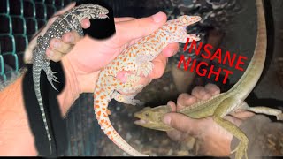 Catching exotic lizards in the most dangerous place in Florida like comment subscribe [upl. by Nyladam]