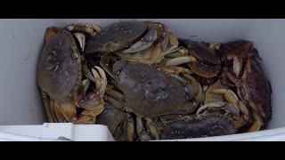 Westport Washington State  Crabbing amp Camping [upl. by Eenafit389]