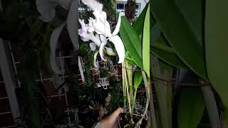 Cattleya Dominiana 1859 coeruleaквітування081124 [upl. by Dyche]