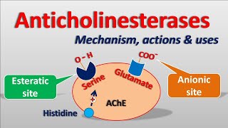 Anticholinesterases  Mechanism actions side effects amp uses [upl. by Burtis]