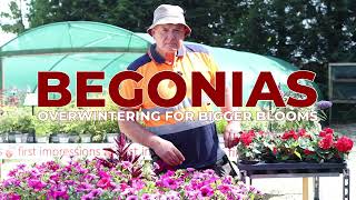 Begonias  Overwintering  Essential Tips Bigger Blooms [upl. by Yla]