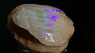 Opalised fossil shell from Lightning Ridge [upl. by Jo-Anne]