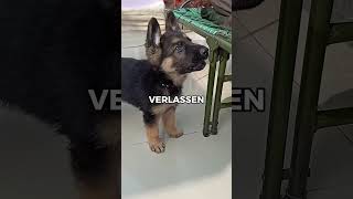 Der deutsche Schäferhund 🐶🐕 ytshorts hund lustig [upl. by Lidaa927]