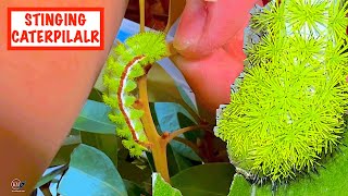 RAISING STINGING IO MOTH CATERPILLARS [upl. by Gnes]