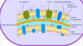 Bacterial Endotoxin [upl. by Ardisi]