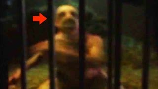 20 CREEPY Unknown Creatures Caught on Tape [upl. by Tnarud]