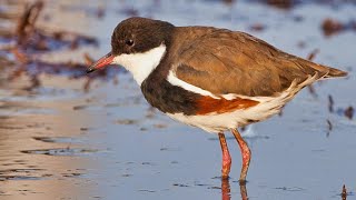 Redkneed Dotterel A documentary [upl. by Milas]