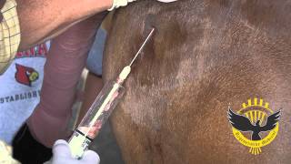 Equine Stem Cell Therapy Treatment  The Centre for Regenative Medicine [upl. by Ylram]