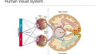 Introduction to Psychology 33 Sensation and Perception Vision [upl. by Ylaek]