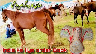 India ke liye Horse Saddle order Book  Horse Mandi Aminpur Bangla talhaghourivlogs [upl. by Ylrrad]