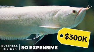 Why Dragon Fish Are So Expensive  So Expensive [upl. by Cia]