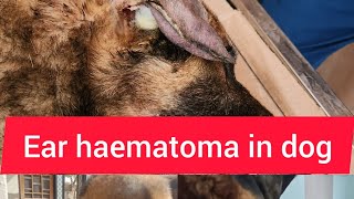 Ear haematoma in dog [upl. by Bettencourt]