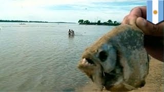 Piranha attack 70 injured by piranhas in Argentinas Parana river [upl. by Mert]