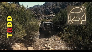 TRDD Driving Through the Ancient Bristlecone Pine Forest in the White Mountains [upl. by Ferrell]