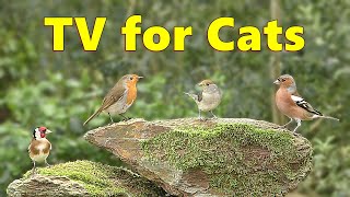 Cat TV Sensation  Birds of Beauty Videos for Cats to Watch ⭐ 8 HOURS ⭐ [upl. by Eninaej]