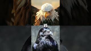 Bald Eagle vs Animals Falcon Vulture Crow [upl. by Idden]