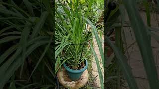 How to Grow Lemon or Fever Grass Cymbopogon Citratus in the UK  Uses amp Benefits [upl. by Suiratnod]