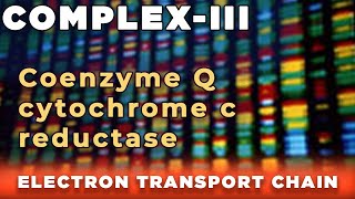 Coenzyme Q cytochrome c reductase  Complex III [upl. by Aneri]