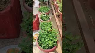 gardening fenugreekseeds methikefayde plants agriculture fenugreekleaves methi garden [upl. by Dymoke]