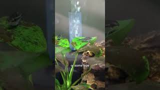 I Got Pygmy Corydoras aquarium fishtank fishkeeping [upl. by Oslec673]