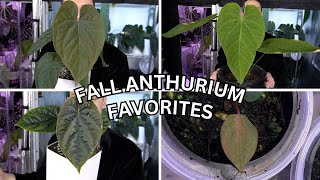 Fall Anthurium Favorites [upl. by Marva]