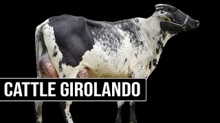 🔴 What Is GIROLANDO Cattle And How Did It Originate 🥛 [upl. by Allista46]