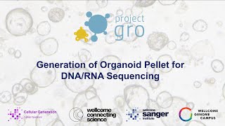 Generation of Organoid Pellet for Sequencing [upl. by Henriques]