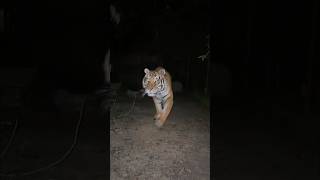 Tigers in the night lion tiger normandie cat animal [upl. by Flowers444]