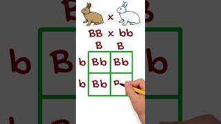 Simple Genetic Cross Example Using Punnett Squares punnettsquare genetics [upl. by Nireves]