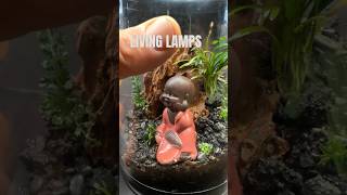 Closed Ecosystem Living Lamps Terrarium 🌱 best present for your girl closedökosystem [upl. by Lerrud]