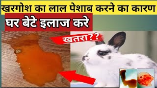 khargosh ka lal peshab karne ka karan  rabbit ke toilet me blood aane ka karan [upl. by Norval]