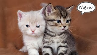 Cute Baby Cat Sound 🐱  Cat Sounds  Cat Voice [upl. by Amre]