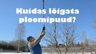 Kuidas lõigata ploomipuud [upl. by Ennaecarg]