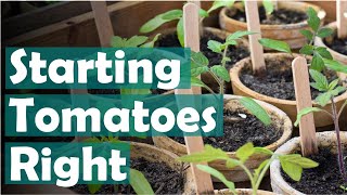 Sowing tomato seeds indoors  How to germinate tomato seeds with heat [upl. by Artap]