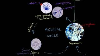 Reproduction in Fungi  Biological Classification  Biology  Khan Academy [upl. by Tnecnev227]