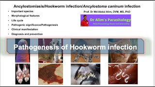 Ancylostoma caninumAncylostomiasisHookworm infection in dogs and cats Pathogenesis [upl. by Tibold]