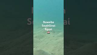 FreeDiving in Nuweiba  South Sinai [upl. by Acimot788]