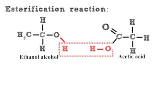 Esterification Reaction [upl. by Toinette697]