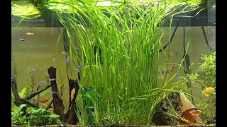 We Added New Cardinal Tetras and Julii catfish Fish to the 155 Gallon Aquarium Exciting additions [upl. by Cohbert198]