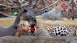 NUTRIAS GIGANTES Cazan Caimanes y Luchan con Jaguares [upl. by Ingemar79]