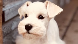 BEAUTIFUL White Miniature Schnauzer Puppy  IVORY [upl. by Sallyann180]