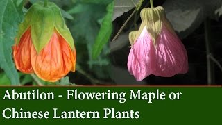 How to Grow Abutilons  The Flowering Maple or Chinese Lantern Plant [upl. by Aikas616]