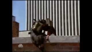 Dobermans in movie  20 part 5  Доберманы в кино [upl. by Johanan]