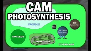 CAM PLANT PHOTOSYNTHESIS ANIMATION [upl. by Kesley]