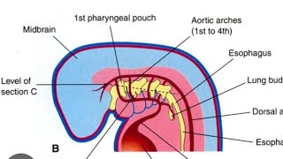 Pharyngeal Arches Development Model Part 02  2nd Year MBBS OSPE [upl. by Ueihttam742]